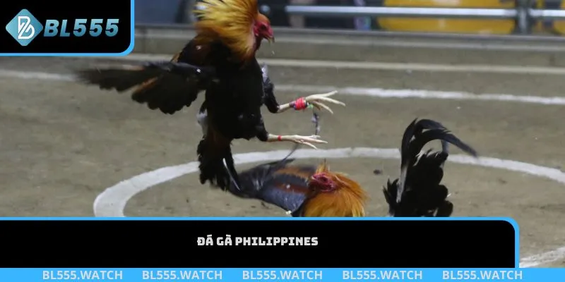 Đá gà Philippines
