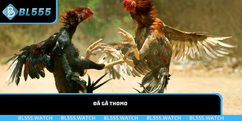 Đá gà Thomo