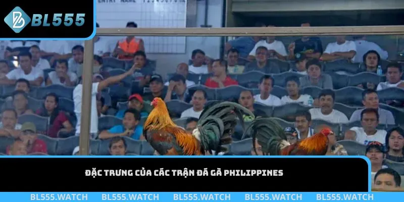 Đặc trưng của các trận đá gà Philippines