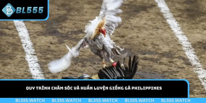 Quy trình chăm sóc và huấn luyện giống gà Philippines