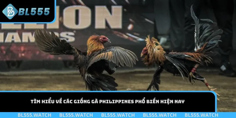 Tìm hiểu về các giống gà Philippines phổ biến hiện nay