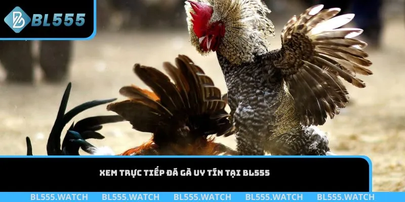 Xem trực tiếp đá gà uy tín tại BL555